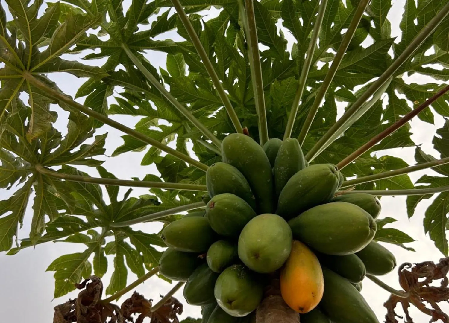 Casa Rural El Pasil أرونا شقة