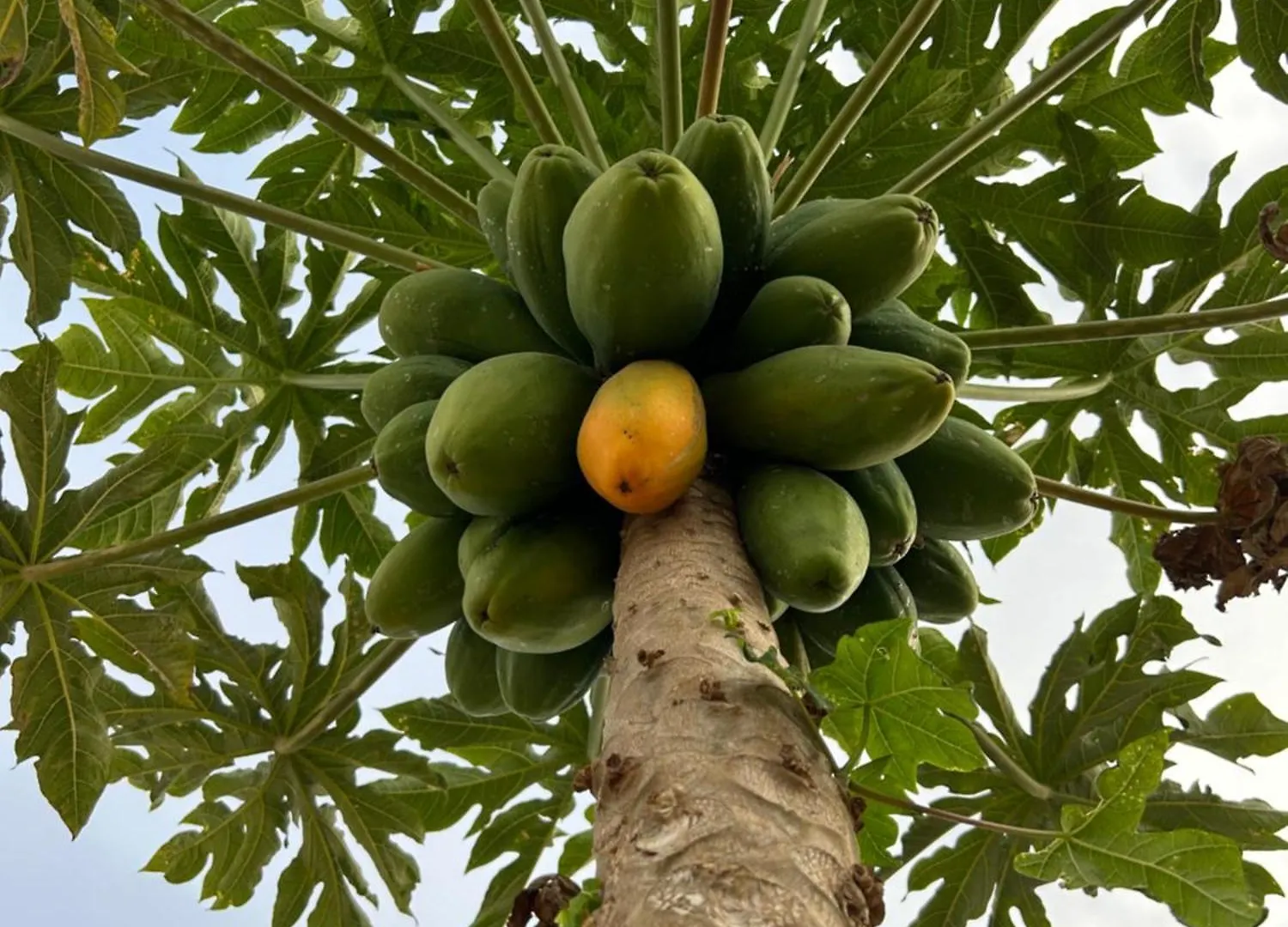 Casa Rural El Pasil أرونا